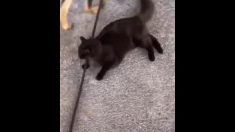 Daily cat video - 5