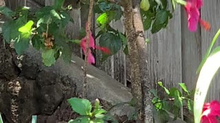 Red Vented Bulbul Babies and Common Finches