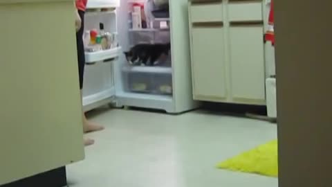 Cat's favorite hangout is inside the refrigerator