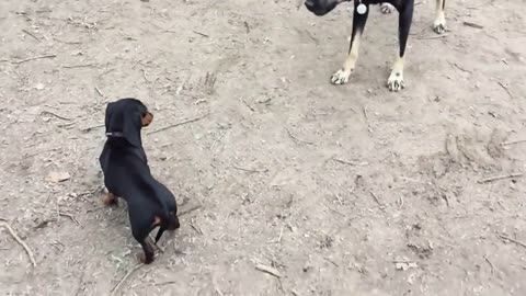 Tiny puppy stands up to her bully