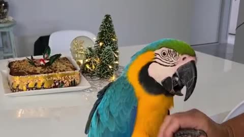 Calm parrot relaxes for nail clipping & manicure session