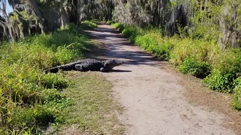Hilarious Alligator Encounter , love this guy. Please subscribe to my channel