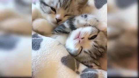 Baby Cats Cute and Funny Cat 21