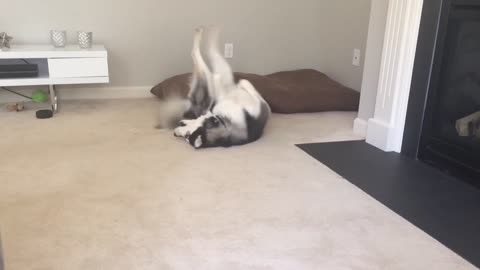 Husky takes care of intense back itch