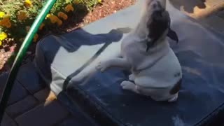 English Bulldog Puppy Loves Water