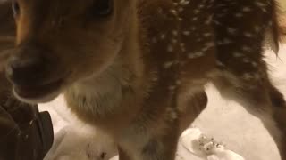 Adorable fawn yawns for the camera