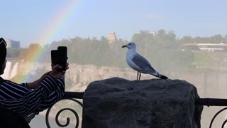 Niagra falls seagull picture taken in style without fear