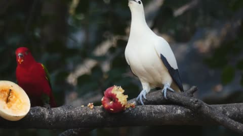 Birds Eating Fruits On a Tree - With great music