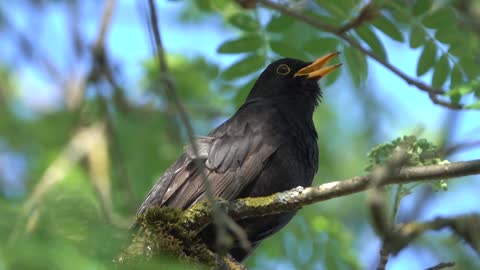 Beautiful singing blackbird.