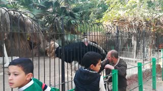 African Black Ostrich Comes When People Yell His Name ' Wael '