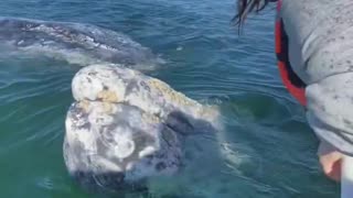 Gray whales are the friendliest whales 🐳