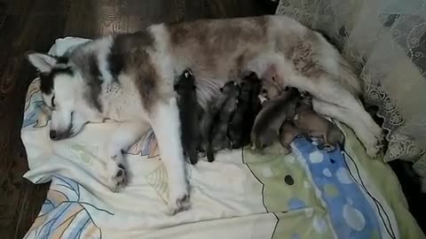 Tired mom feeds babies