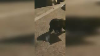 Acrobatic Wild Bear Drops Down From Balcony In Italy 02