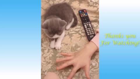 Best Of The 2021 Funny Animal Videos-Funny videos cats and dogs best compilation 2021
