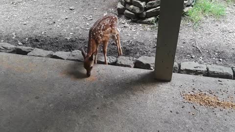 Doe and Starving Fawn Close-Up