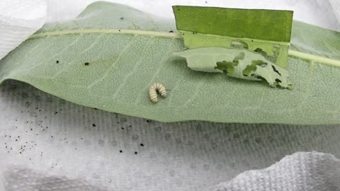 Raising Monarchs from Egg Laying Onward (Part 4)