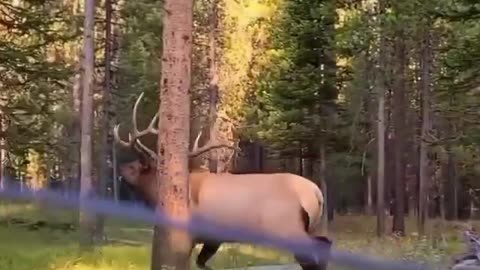 Grand Teton National Park, Wyoming, 🇺🇸 Have you ever seen an elk in person before? 🐃 (SOUND ON!) 🔉