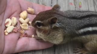 Chipmunk Eating from a Hand