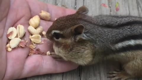 Chipmunk Eating from a Hand
