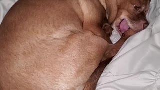 Chihuahua paw sucker
