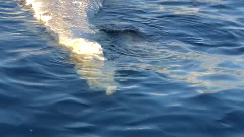 Shark Feasts On Floating Whale Carcass