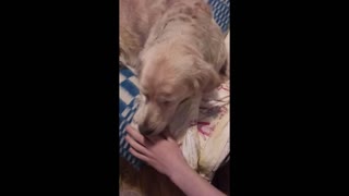 Adorable Golden Retriever Requests Attention