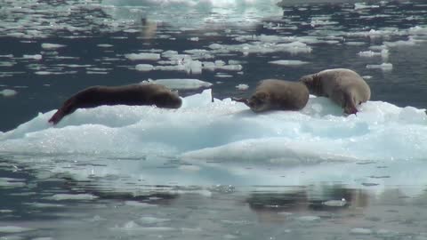 Sea Lions