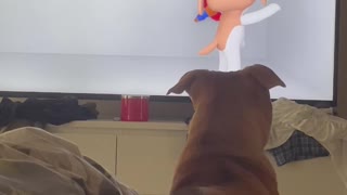 Dog watching dogs tv