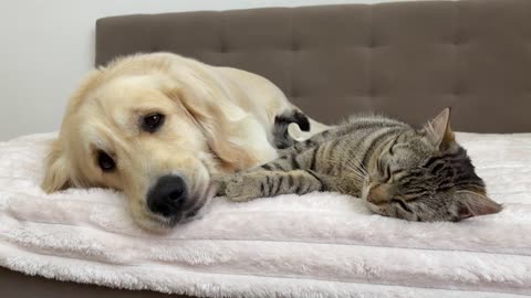 Adorable Golden Retriever and Cute Cat are Best Friends