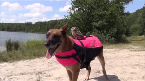 Dog And Owl Are So Inseparable They Even Go Swimming Together