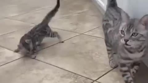Cats Doing Cat Things😹 12