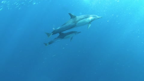 mother dolphin
