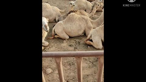 Beauty of camels