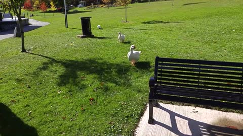 Flock of Geese Love Their Favorite Visitor