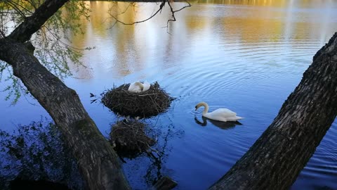 Male swan is inspecting his nest and the neighboring nest of a duck