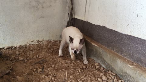 Cat prepared for sleeping and makes bed