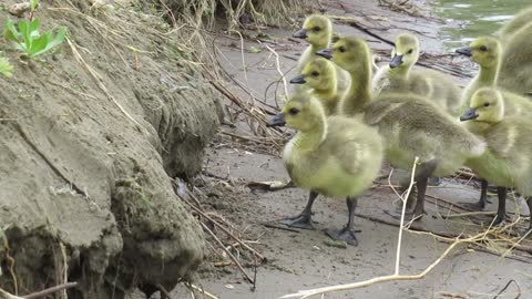 Family of Goslings Work to Climb Small River Bank