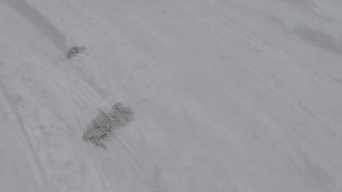 Bulldog playing in the snow