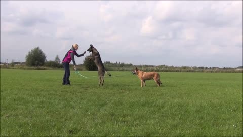 Dog & owner hold rope while other dog jumps