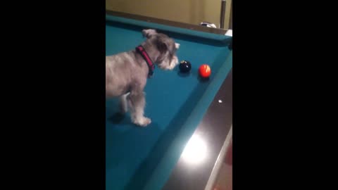 Cue Ball Optional: Terrier Plays A Mean Game Of Pool