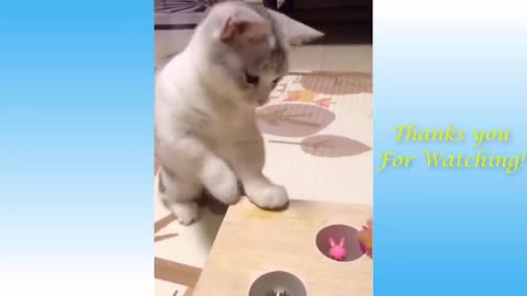 Cute Pets And Funny Animals Comp #15