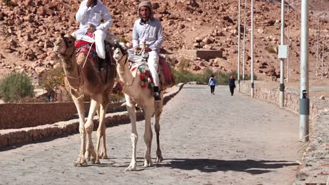 Two egyptians on the camels near Mount Sinai