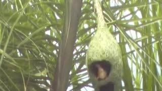 Baya Weaver bird video