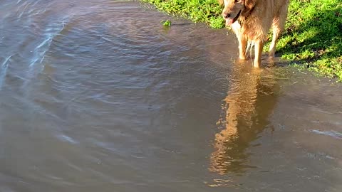 Determined doggy tries to retrieve ball without getting wet