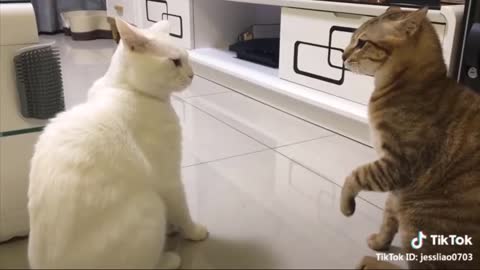 Cat proposing | Animal taking | Funny cats