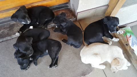 Lone white puppy sticks out for adorable reason