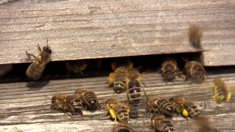 retour des abeilles