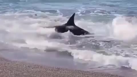 Orca VS lyon