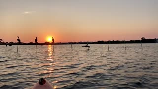 Pelicans at sunset