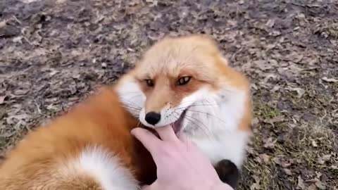 Play with foxes